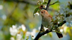 Nightingale (фото): птици со неизбежен изглед, но пеење талент